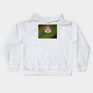 Female Asian spinybacked orbweaver (Thelacantha brevispina) on Maui, Hawaii Kids Hoodie